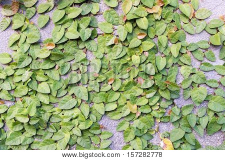 Coatbuttons or Mexican daisy on the wall