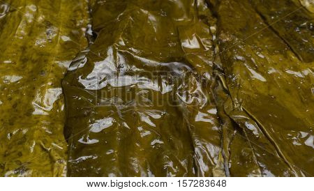 Big wet kelp leaves are used to wrap and a healthy lifestyle