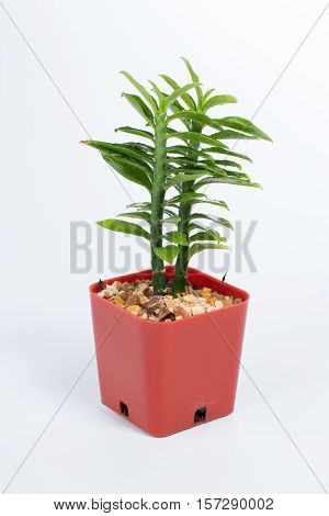 Muchlenbeckia platyclada Meissn in the pot on white background