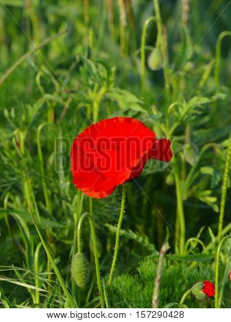It is spring and the papaver flower is glowing.