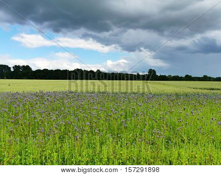 Here is a thistle field. It looks nice
