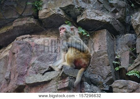 Monkey in Zhang jia jie, Hunan, China