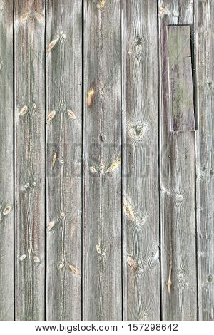 Barn Wood Old Wall Texture. Shabby Grey Wooden Vertical Background