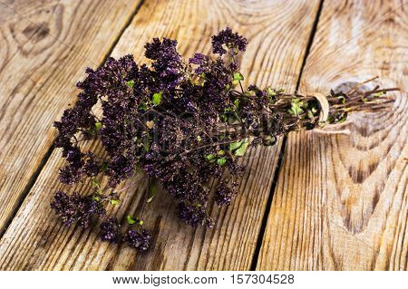 Dried Flowers and Stems of Thyme Studio Photo