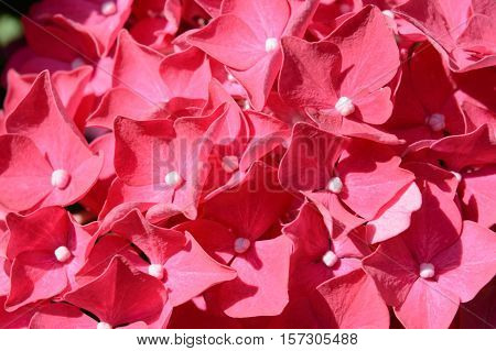 Close up detail of a colorful pink hydrangea head with its cluster of flowers in warm summer sunshine full frame view