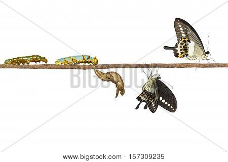 Isolated Transformation Of Banded Swallowtail Butterfly (papilio Demolion)