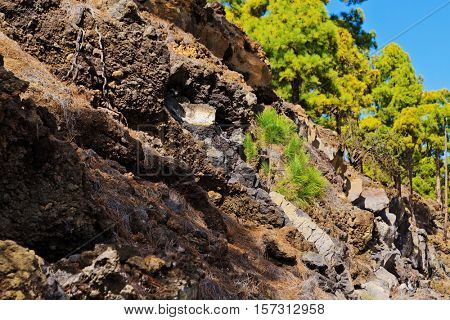 A small fir-tree is growing on the mountainside. Tenerife island. Spain