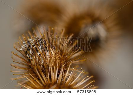 Close-up photo of Burdock Burs in autumn.