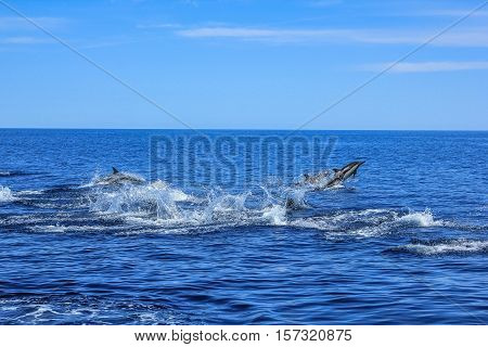 A hundred dolphins group swims and jumps off the coast of Isla Espiritu Santo in Baja California, Mexico.