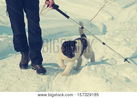 Laika puppy plays with a trekking pole at sunny winter day. Toned image.