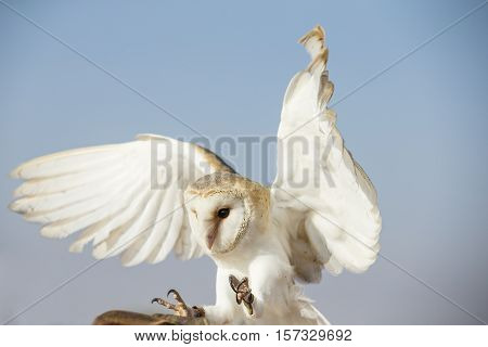 Barn Owl (Tyto alba) in a desert near Dubai United Arab Emirates