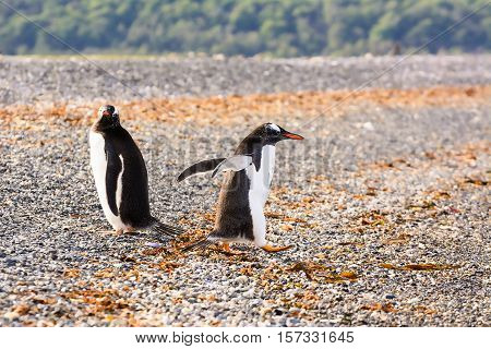 Papua penguin couple at the seaside (Tierra del Fuego -Argentina)