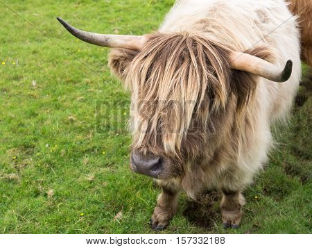 Light blond Scottisch highland cow in meadow