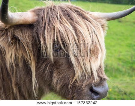 Light blond Scottisch highland cow in meadow
