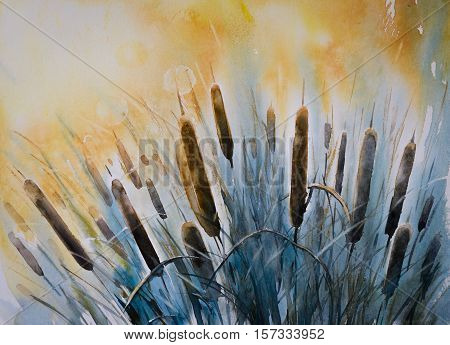 Watercolors painting of Typha latifolia (common bulrush )