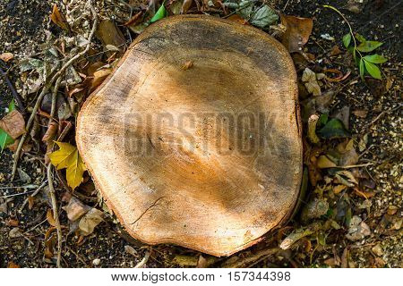 Fresh cut down a tree with sunspots surrounded by autumn leaves