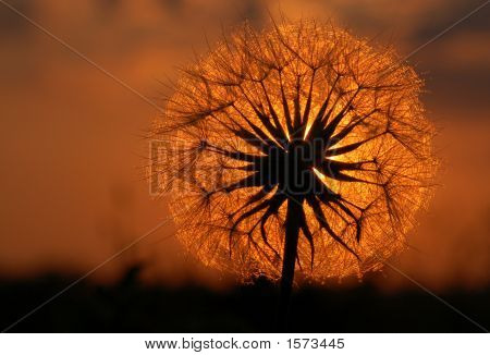 Isle Royal Dandelion Sunset