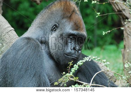 An up close look at a silverback gorilla.