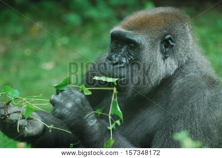 Silverback gorilla snacking on green leaves in a grassy area