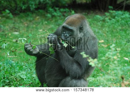 Gorilla snacking on new leave shoots on a vine.