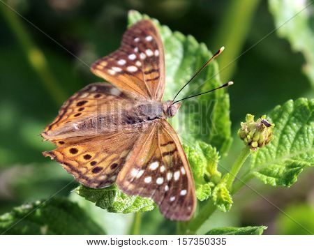 A Tawny Emperor butterfly (Asterocampa clyton) with wings spread