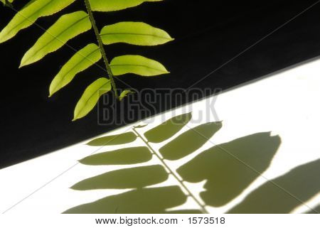 Leaves Shadow