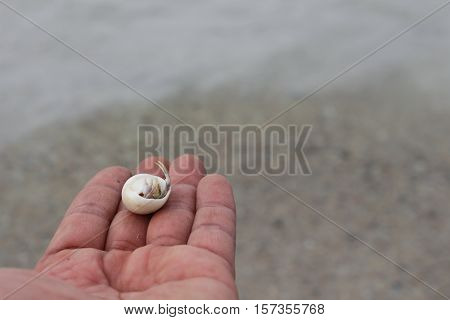 hermit crab Select focus (Diogenes pagurian soldier crab) on hand