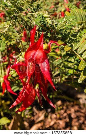 close up of red kowhai tree flowers
