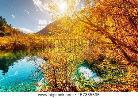 Amazing Pond With Azure Crystal Clear Water Among Autumn Woods
