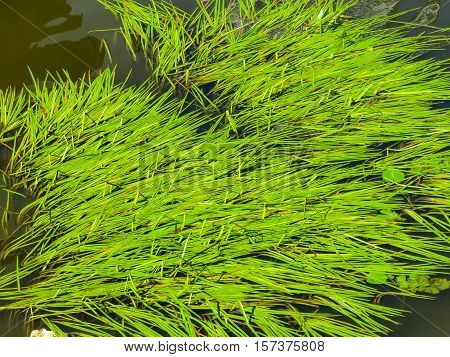 Sea Grass or Zostera marina on a water surface