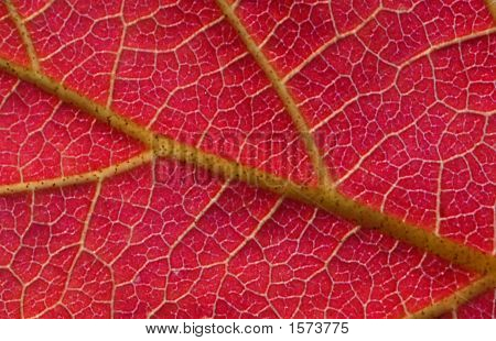 Redleaf
