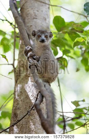 Baby Of Crowned Lemur Ankarana National Park