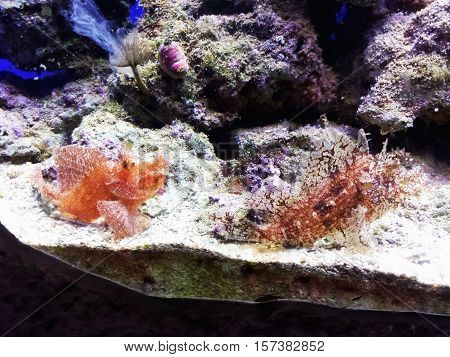 Fish in an aquarium. undersea world . unusual fish