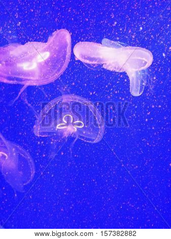 jellyfish in a big aquarium. Underwater World