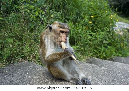 Monkey