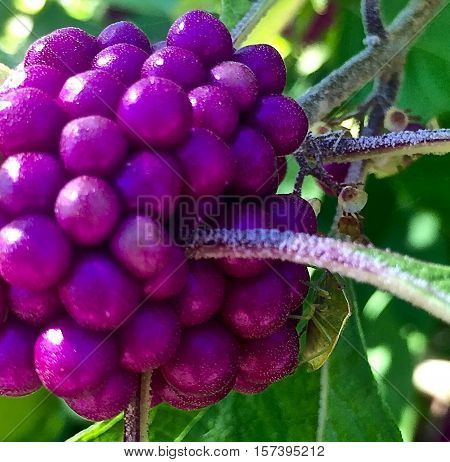 Purple Beautyberry (callicarpa Bodinieri)