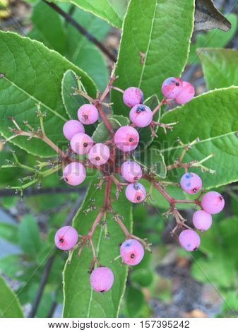 Pink Berries On A Tree In Midatlantic