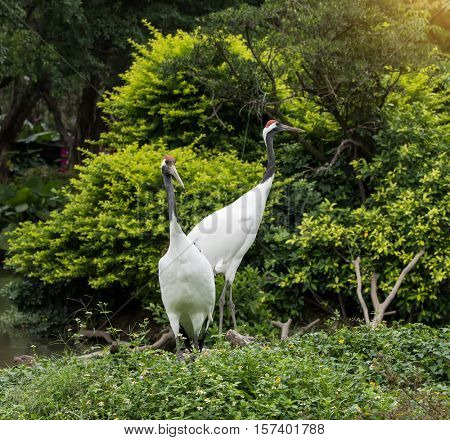 Red-Crowned crane