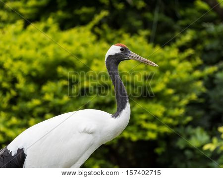 Red-Crowned crane