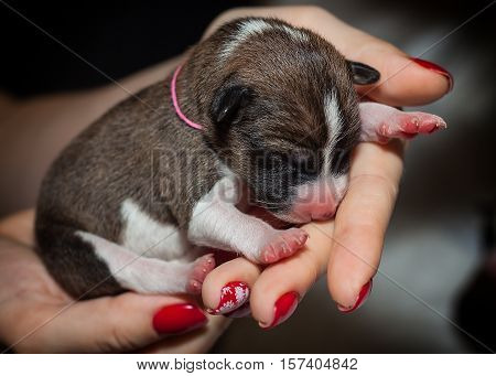 cute dog puppy basenji, african no barking dog