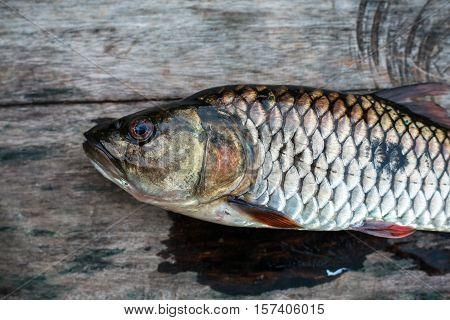 Freshwater fish of Thailand , Hampala barb