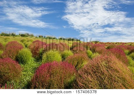 Kochia bushes at Hitachi Seaside Park, Ibaraki, Japan