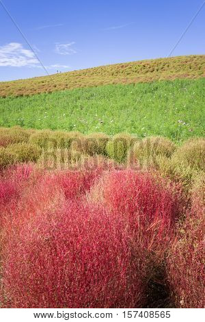 Kochia bushes at Hitachi Seaside Park, Ibaraki, Japan
