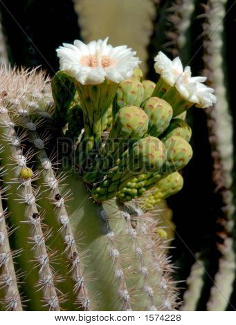 บลูมกระบองเพชร saguaro
