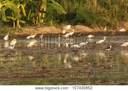 Asian Openbill Stork