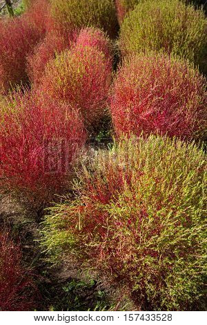 Kochia bushes at Hitachi Seaside Park, Ibaraki, Japan