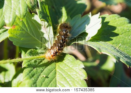 beautiful beautiful bright fluffy caterpillar closeup on strawberry leaves