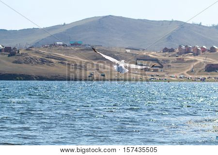 Seagull flying over the blue Lake Baikal