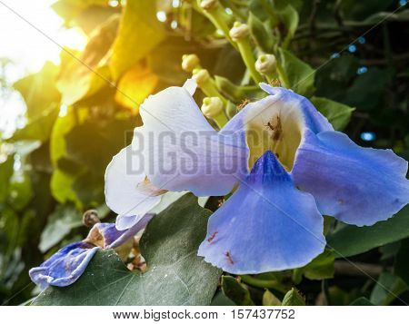 Blue Bengal Trumpet With Ants