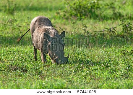 Grazin warthog in Ngorongoro national park in Tanzania